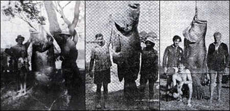 Groper Creek Caravn Park, Home Hill Qld